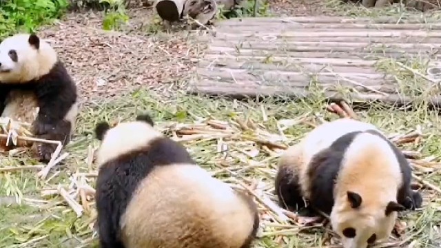 快，跑树上安全