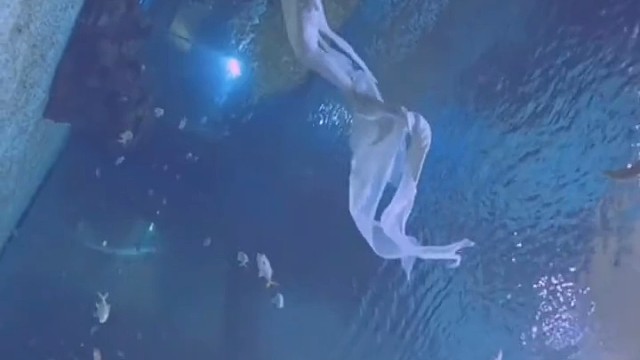 今天是条鱼，什么鱼，至死不渝