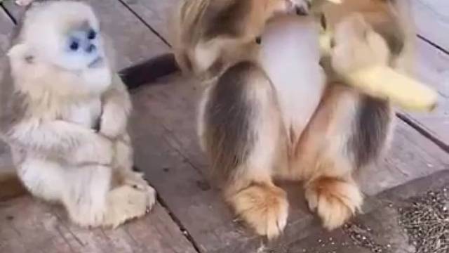 母爱是不分物种的！妈妈只吃皮，果肉都留给孩子