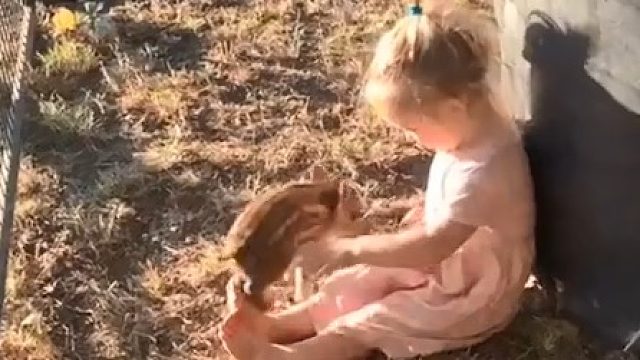 猪猪和人类幼崽八个月后的变化