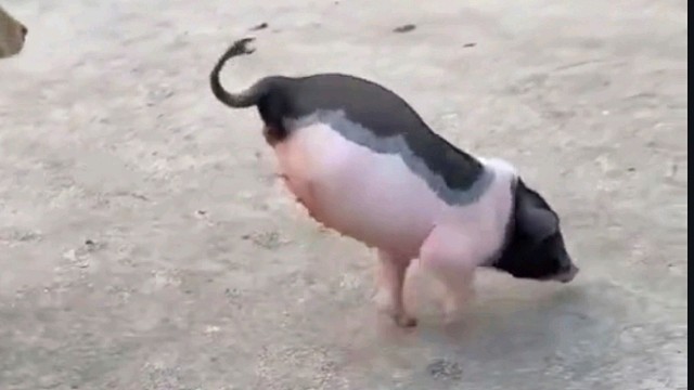 猪都活这么坚强，我们还有什么理由放弃呢