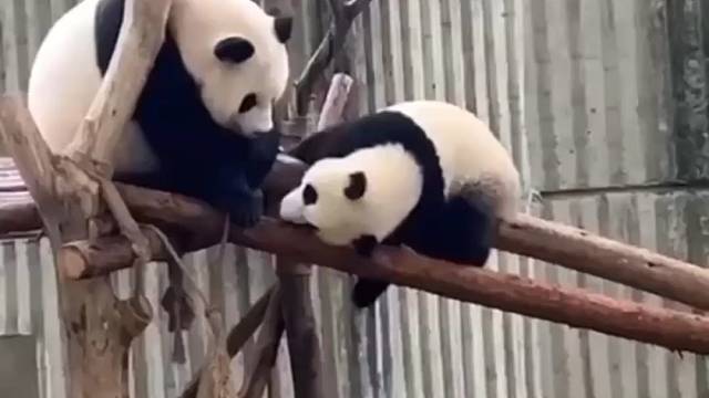 传说中的功夫熊猫