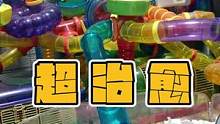 #倉(cāng)鼠 #寵物 #萌寵 #奇異動(dòng)物召集令 小倉(cāng)鼠干飯有多認(rèn)真
