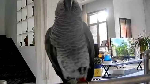 东北腔调都学的有莫有样