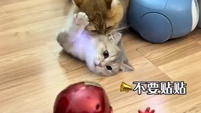 猫:你在教我做事?