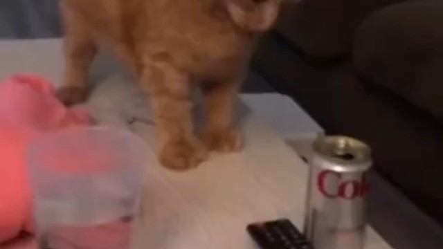 喵喵:我给过机会叫你阻止我的哦！