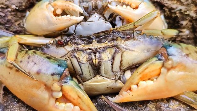 看青蟹蜕壳一次变大多少？它躲在洞里朝我眨眼，成功抓回家