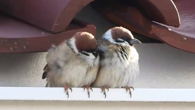 唧唧复唧唧，挤挤又挤挤！