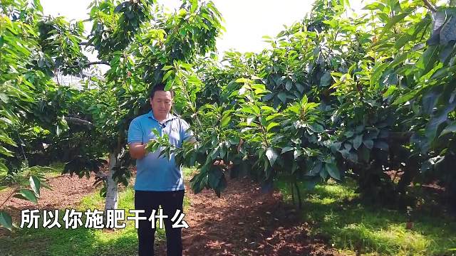注意！櫻桃園這項工作必須馬上開展