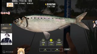 28圖–星里海西鯡（83），區(qū)域超輕記錄差4g藍(lán)冠