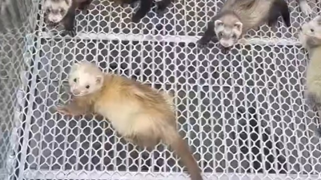 安格鲁貂有一批急出售，可单只出售哦