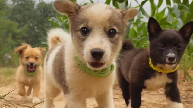 旺旺队预备役～