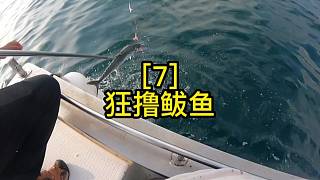 釣鲅魚真過癮，今天又豐收