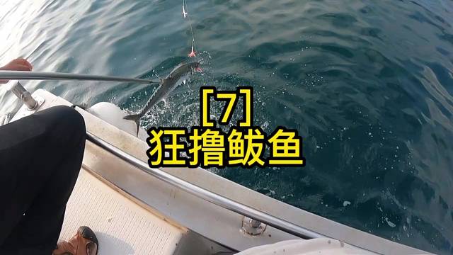 釣鲅魚(yú)真過(guò)癮，今天又豐收