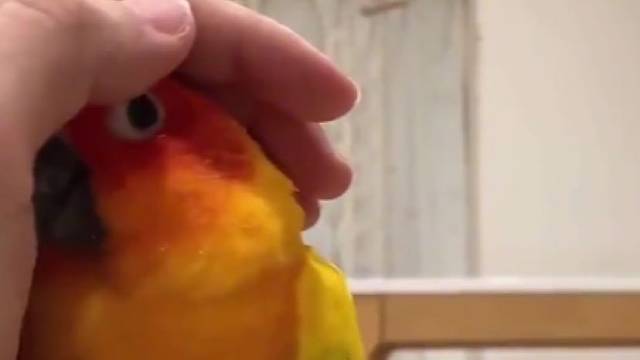 看了它我算是知道什么叫小鸟依人了