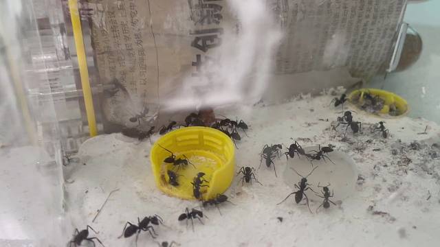 地下蚁国真实版，捕食樱桃红蟑螂