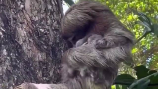 “这——个——娃——好——像——是——我——的”