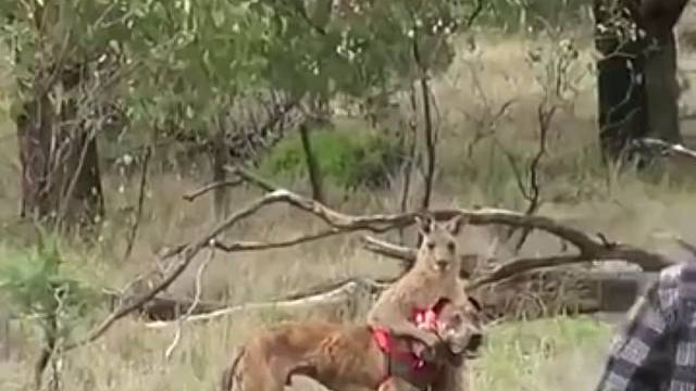 前朝的视频我看过后续是那个袋鼠去男人家把他堵了，还秀了秀腹肌