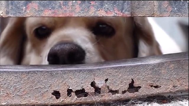 狗狗误以为被主人抛弃，每天都是以泪洗面！