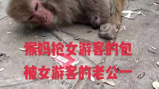 可怜之猴必有可恨之处