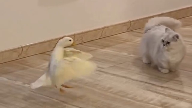 走好好的，你咋还想飞了？