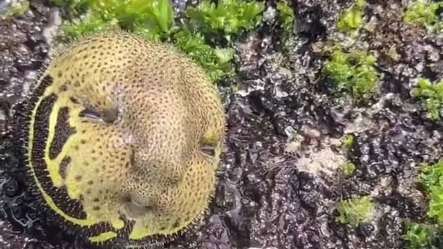 这是什么生物？