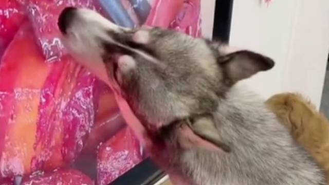 看样子就知道肯定是纯种哈士奇了吧！