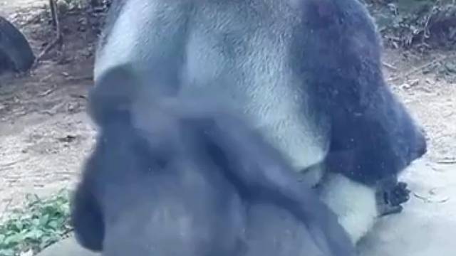 小猩猩总是一直骚扰它爸陪它玩，结果被金刚爸一拳锤老实了