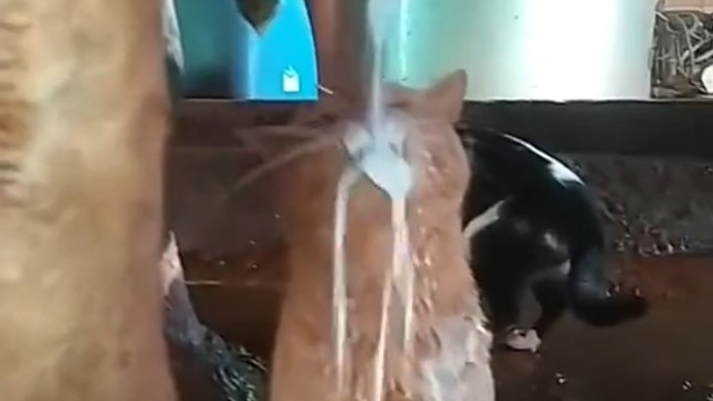 哈哈哈实现了牛奶自由