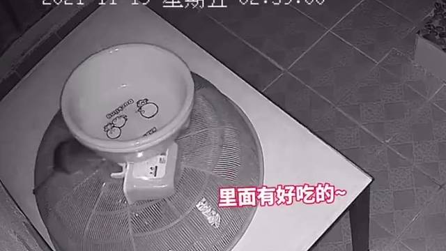 老鼠的智商有多高？