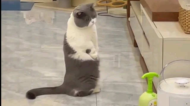 有些猫咪是不是忘了自己有四条腿