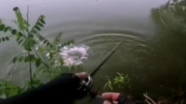 这是什么鱼，嘴巴那么小，咬那么大的饵