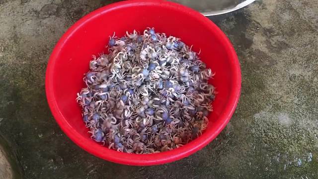 舌尖上中国美食北海沙蟹计