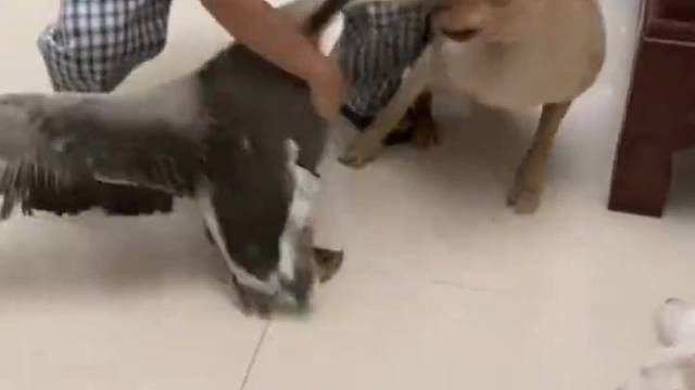 鹅的战斗力很强悍