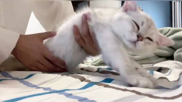 这货像极了要起床上班的我，醒了再睡十分钟，再睡十分钟，再睡十分钟……