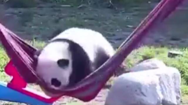 圆滚滚，圆圆又滚滚！