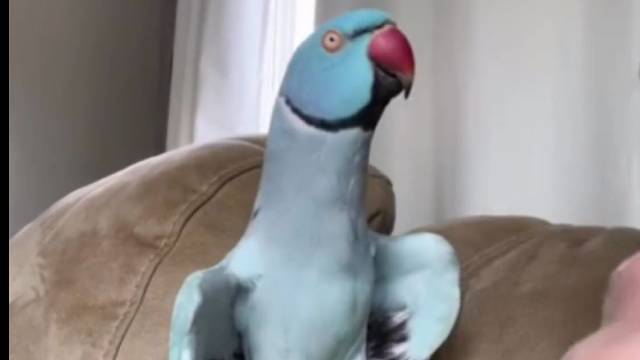 超级可爱的蓝嗲精！
我已经在一声声亲亲中逐渐迷失自我了……