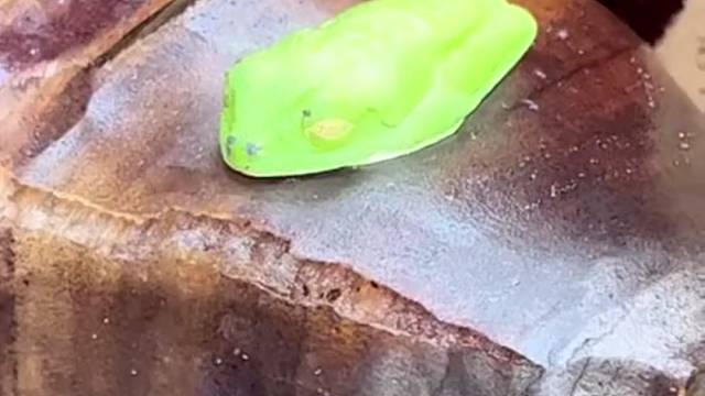 好家伙，买了炫彩皮肤