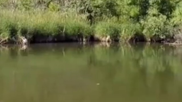 你们钓过这个鱼吗