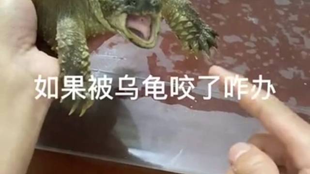 阿珍，你来真的呀？