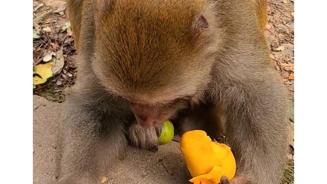 你永远不知道你玩斗地主时对面是人还是吃着芒果的猴子