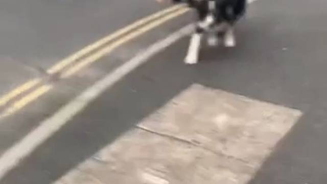 从狗狗幼儿园放学出来开心到起飞