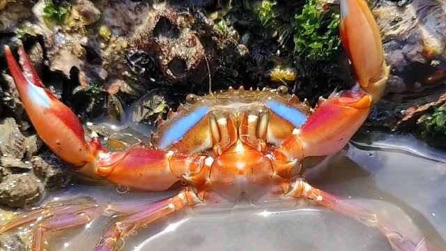 八月十五特大潮汐，老渔民每人抓十几斤大青蟹，中秋节满载而归