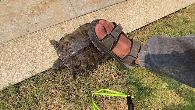 #真实户外#鱼#鱼镖打鱼