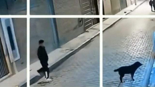 把狗子差点吓死哈哈哈