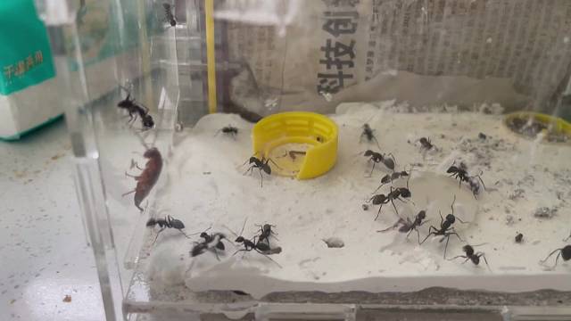 兄弟们！冲啊地下蚁国蚂蚁真实版