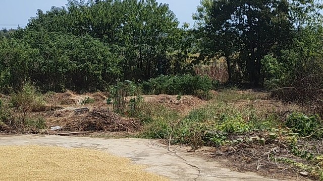 很久没有闻到稻香了！