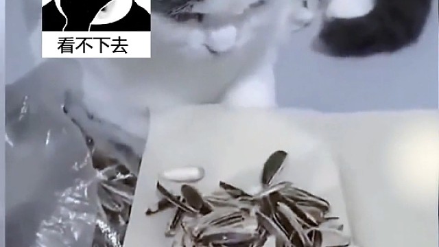 养了一只爱操心的猫咪