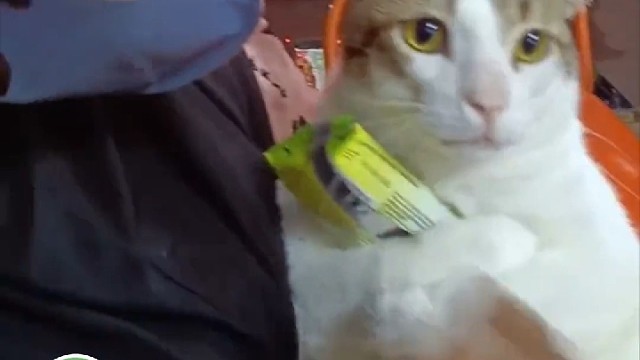 来自猫咪大哥的爱