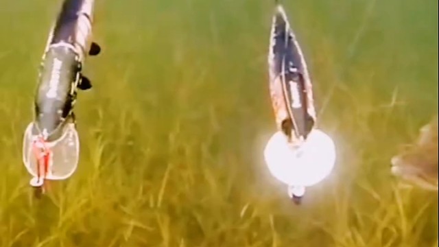 鱼为什么不咬呢